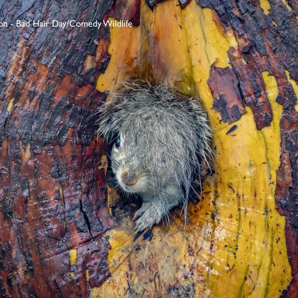 Источник: Nikon Comedy Wildlife Awards