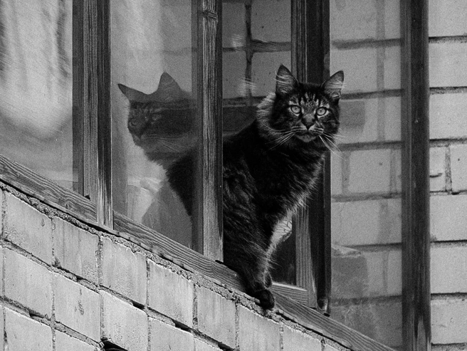 Коты выглядят хорошо даже в черно-белом исполнении | Источник: Александр Куренной / 76.RU
