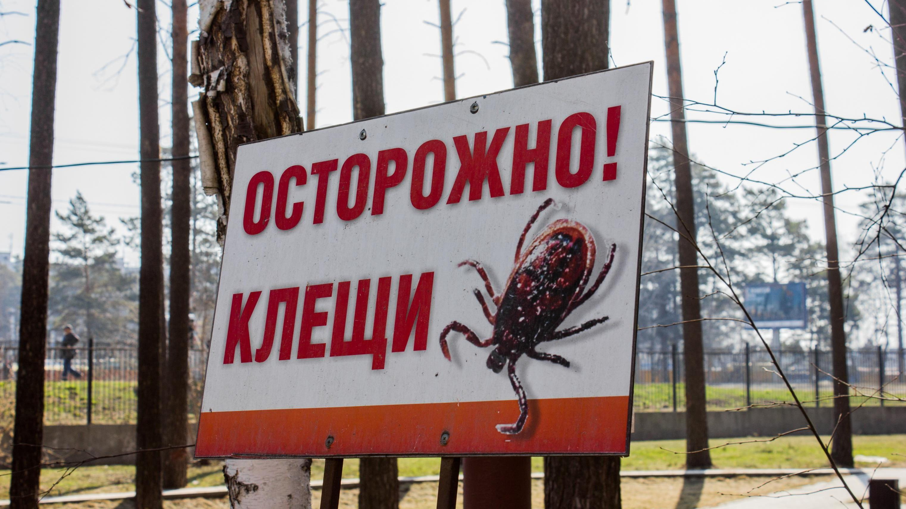Любят места потеплее: где искать клеща на теле, показываем на одной картинке