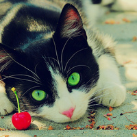 Аватарка ☆Каста_Лаписта☆