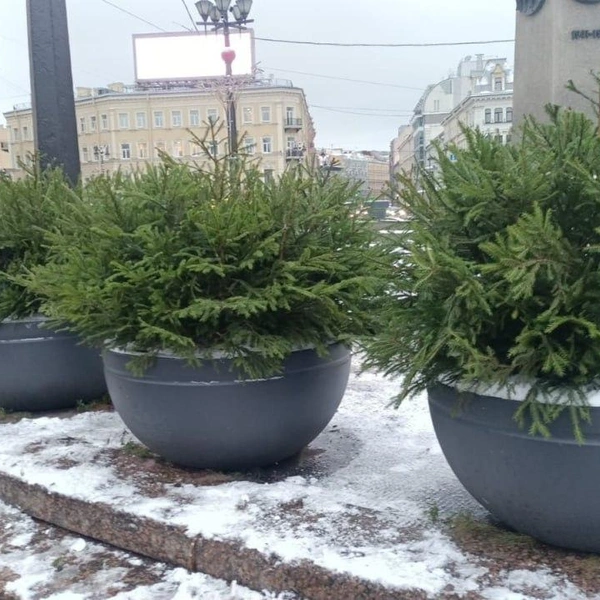 Источник: Комитет по благоустройству Санкт-Петербурга