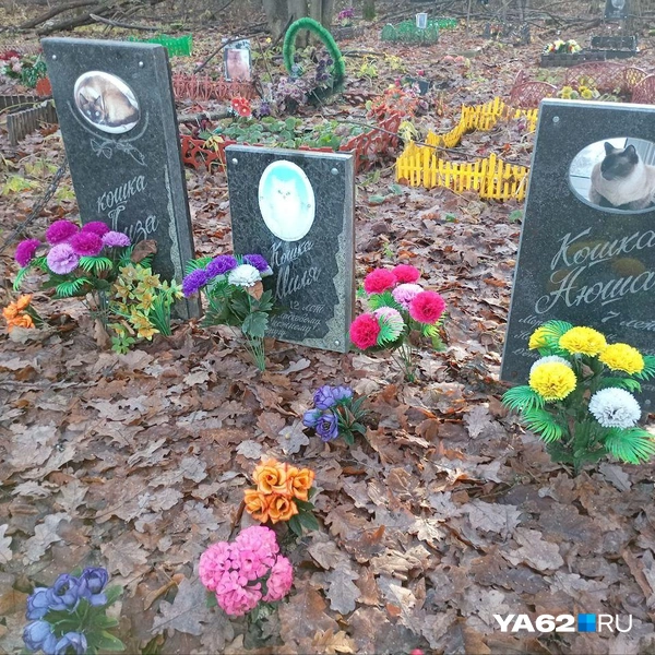 Источник: Анастасия Фокина / YA62.RU