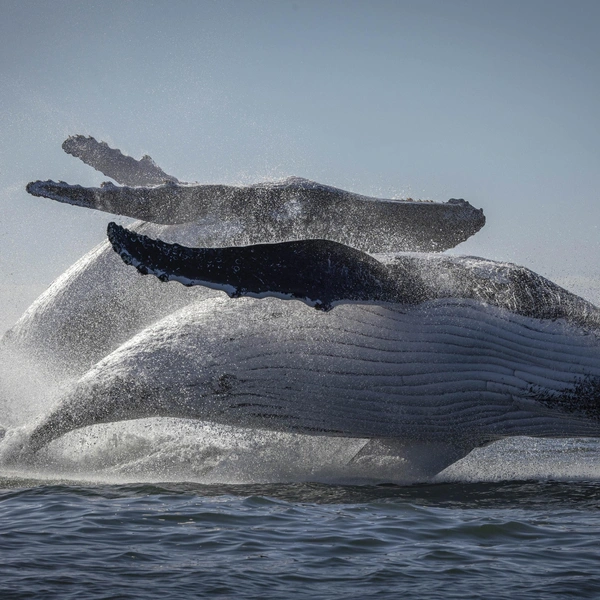 Второе место в номинации «Дикие животные» | Источник: / Oceania Photo Contest 2025