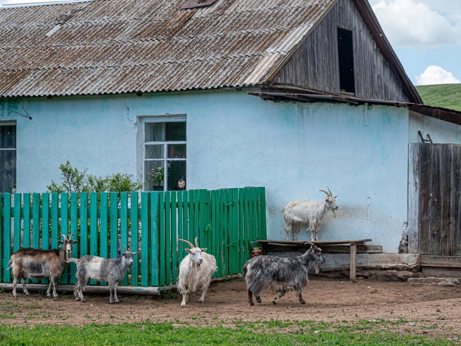 Скот вывозили из Луговой Пролейки в Каменское сельское поселение; там бруцеллез подтвердился у пяти коз, одного мужчину доставили в больницу | Источник: Олег Фёдоров / CHITA.RU