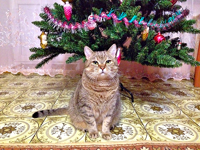 Коты Встречают Новый Год Коты Встречают Новый Год
