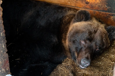 Встреча с медведем: шансы на выживание и правила поведения