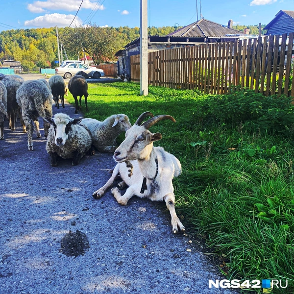 Источник: Елизавета Богатырева / NGS42.RU