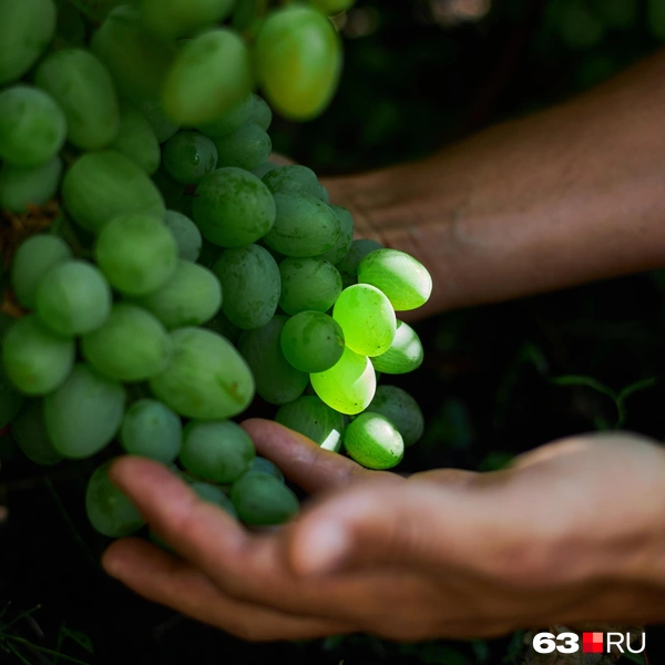 Источник: Роман Данилкин / 63.RU