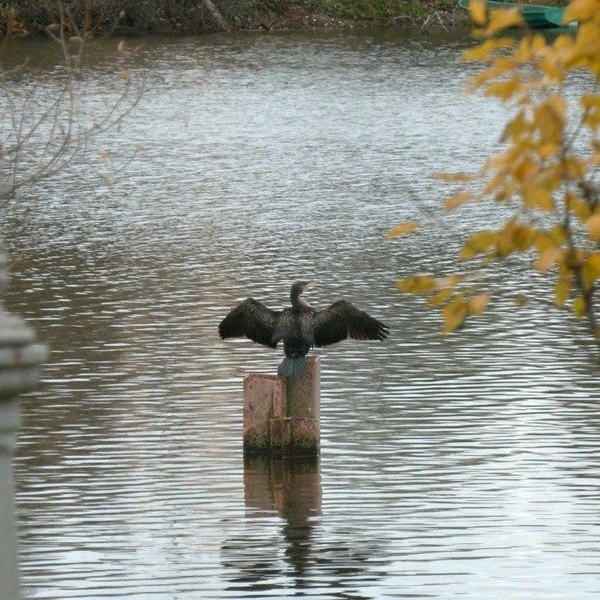 Источник: Павел Глазков / «Каждой твари по паре»