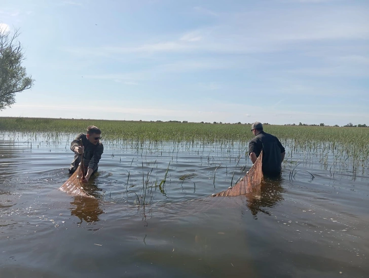 Корейская востробрюшка и амурский чебачок: в Волге обнаружили два чужеродных агрессивных вида рыб