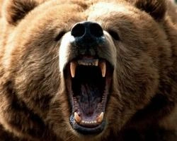 В Красноярском крае охотники ищут напавшего на человека медведя | ngs24.ru