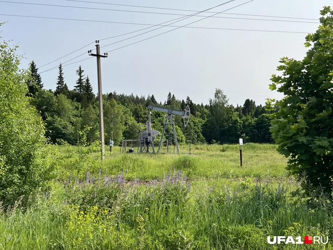Одна из них — всего я увидел штуки четыре | Источник: Андрей Бирюков / UFA1.RU