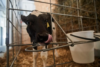 «Детскосельский» продает молочные хозяйства в Ленобласти