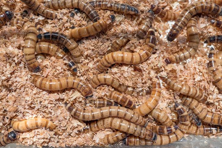 Пенопласт на обед, отруби на ужин: найдены черви, которые могут спасти Землю