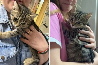 Cuddly kitten from heating main seeks home in Novosibirsk