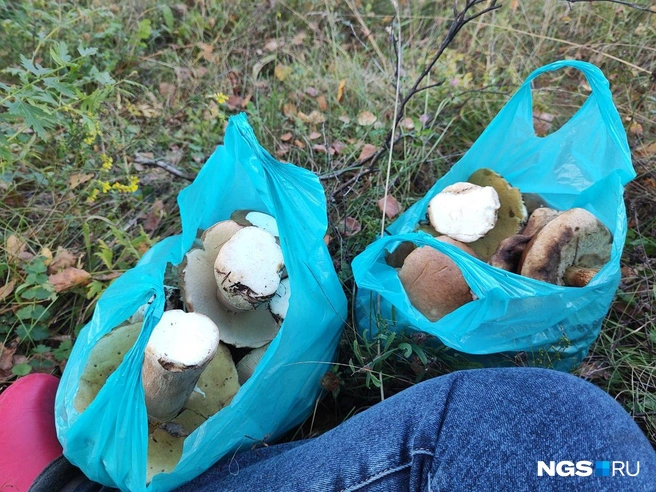 Сбор грибов — это в первую очередь полезный отдых, а о бизнесе и прибыли редко кто задумывается | Источник: Александра Бруня / NGS.RU