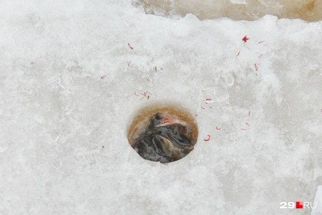 Плыви, рыба! | Источник: Иван Митюшёв / 29.RU