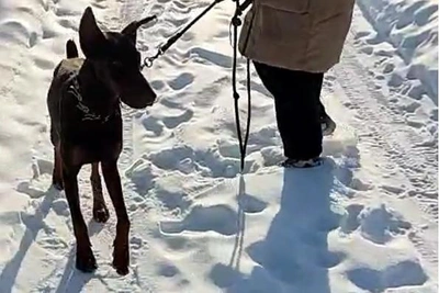 Emaciated Doberman Found Tied to Fence and Abandoned in Ufa