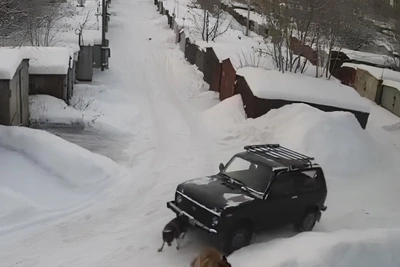 Niva Driver Runs Over Dog in Tyumen