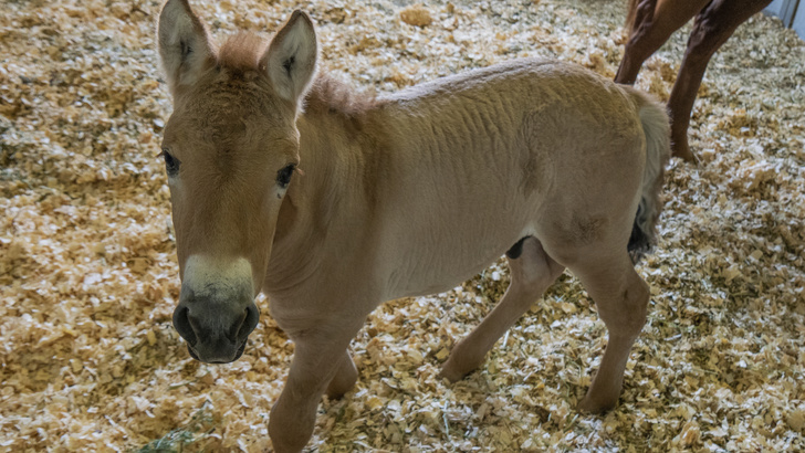 В США клонировали лошадь Пржевальского