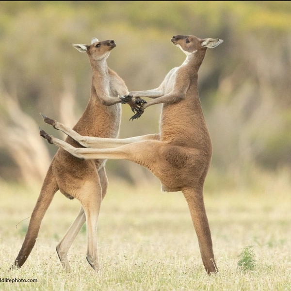«Любимая, я весь парю!» | Источник: Lea Scaddan / Comedy Wildlife Photography Awards 2021