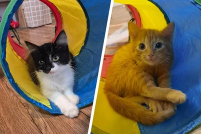 Котят бросили на остановке под Пермью, им ищут хозяев