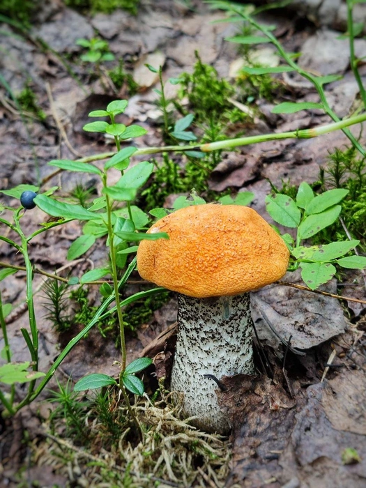 Источник: Солнечные зайчики / T.me