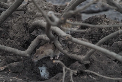 Роспотребнадзор начинает войну с крысами в Петербурге
