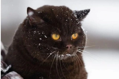 Черного британского кота продают в Новосибирске