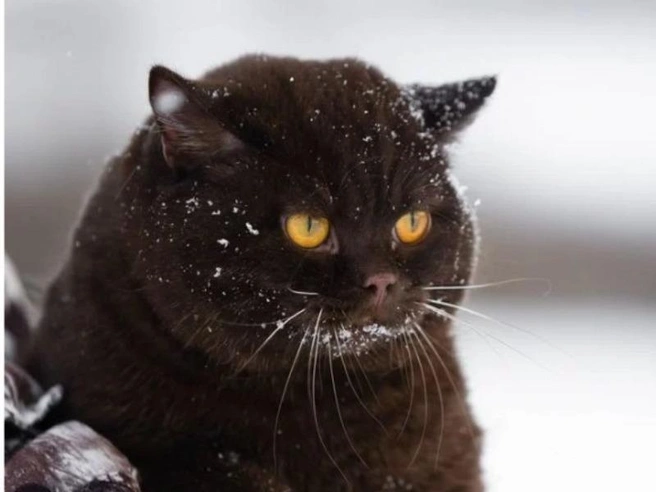 Скоро коту исполнится год | Источник: Avito