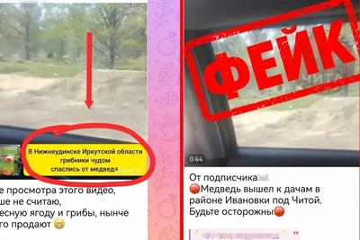 Видео с медведем в Ивановке оказалось фейком