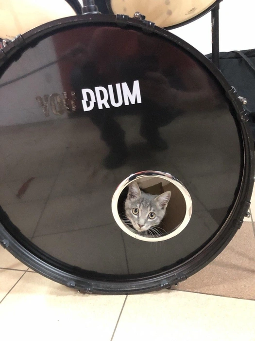 Оззи раньше даже мог спать в бочке | Источник: Денис Моисеев