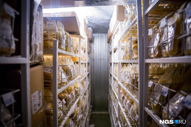 Сибирячка получила травму на производстве | Источник: Александр Ощепков / NGS.RU