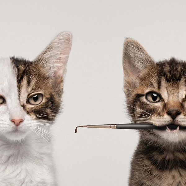 Источник: International Pet Photography Awards