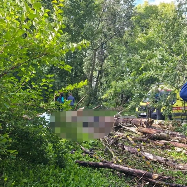На кадрах видно, как дерево рассыпалось от удара | Источник: Прокуратура Ярославской области / Max