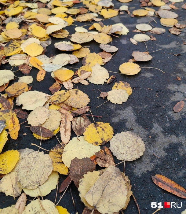 В Заполярье похолодает | Источник: Юлия Кузнецова / 51.RU