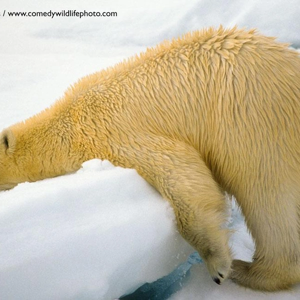 Источник: Nikon Comedy Wildlife Awards