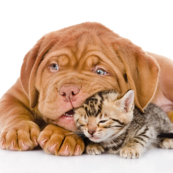 Источник: Shutterstock/Fotodom.ru