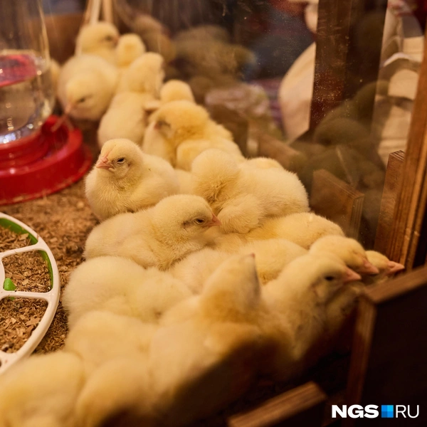 Птицеводство тоже сейчас испытывает трудности | Источник: Александр Ощепков / NGS.RU