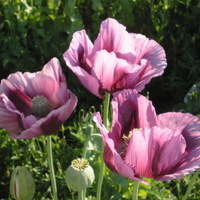 Аватарка Юлия Холодная