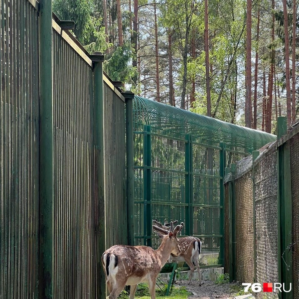 В вольерах гуляют животные | Источник: Валентина