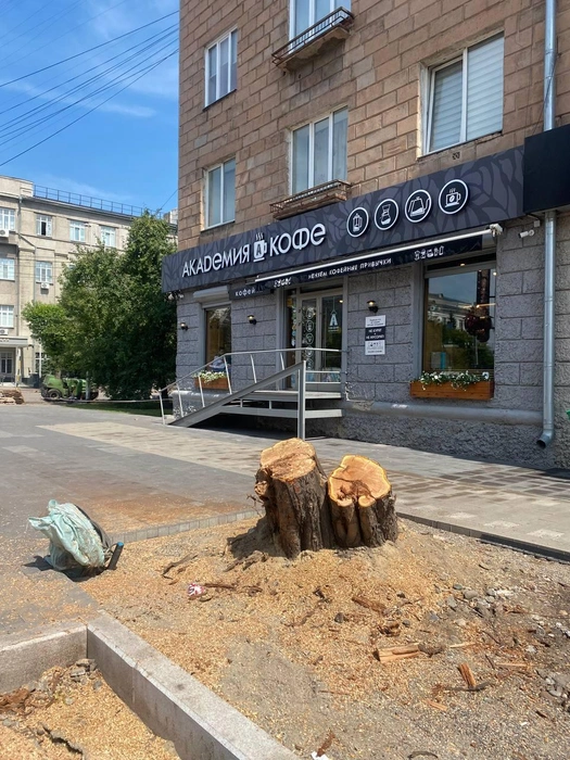 Это было то дерево, что еще растет на фото выше | Источник: Надежда Воскресенская