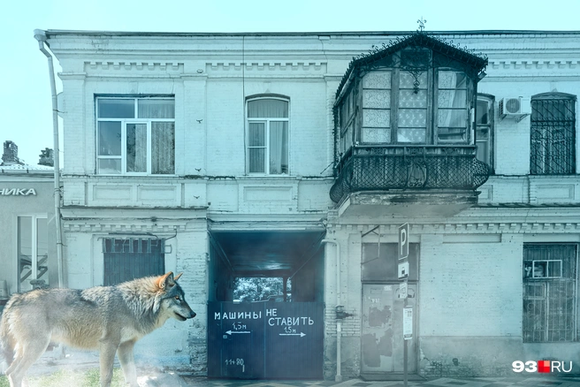 Шакал ставит машину у ворот, но только лишь волк ходит пешком | Источник: Мария Романова / 93.RU