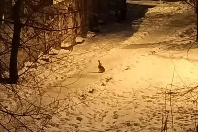 В Воронеже засняли зайца во дворе жилого дома