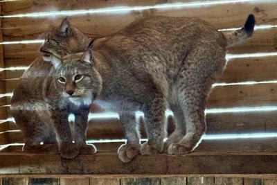 В Красноярском крае запускают проект по спасению рысей