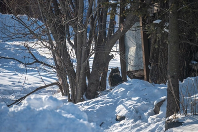 Weather forecast for January 21 in Primorye: temperatures to -31 °C, light snow