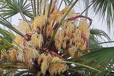 Tallest Palm Tree in Russia Blooms in Tomsk