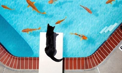 10 самых смешных фото котов за всю историю конкурса Pet Photography Awards