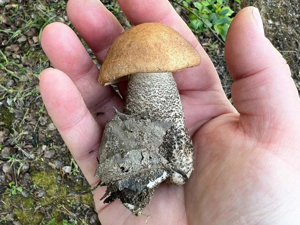 Вот такие грибы уже можно насобирать в Мурманской области. | Источник: Наталия Петрунина