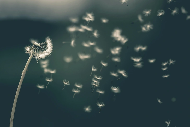 Иногда сдуть одуванчик не так-то просто  | Источник: Saad Chaudhry via Unsplash